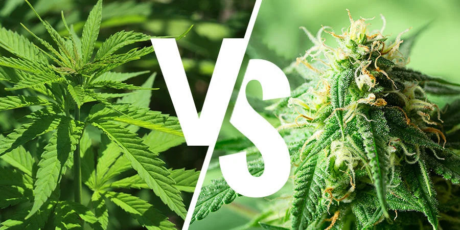 Sativa vs. Indica vs. Hybrid: Benefits, Effects, and What Strain to Choose