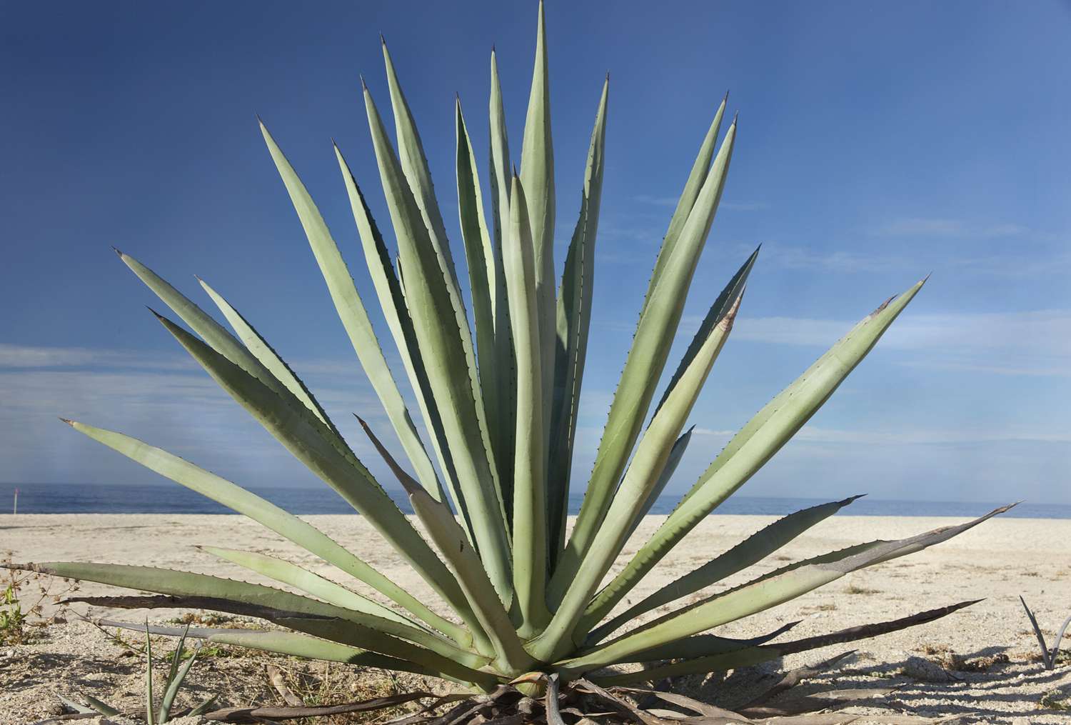 Agave Nectar: What it Is, Benefits, and Why We Use it at JUNGL